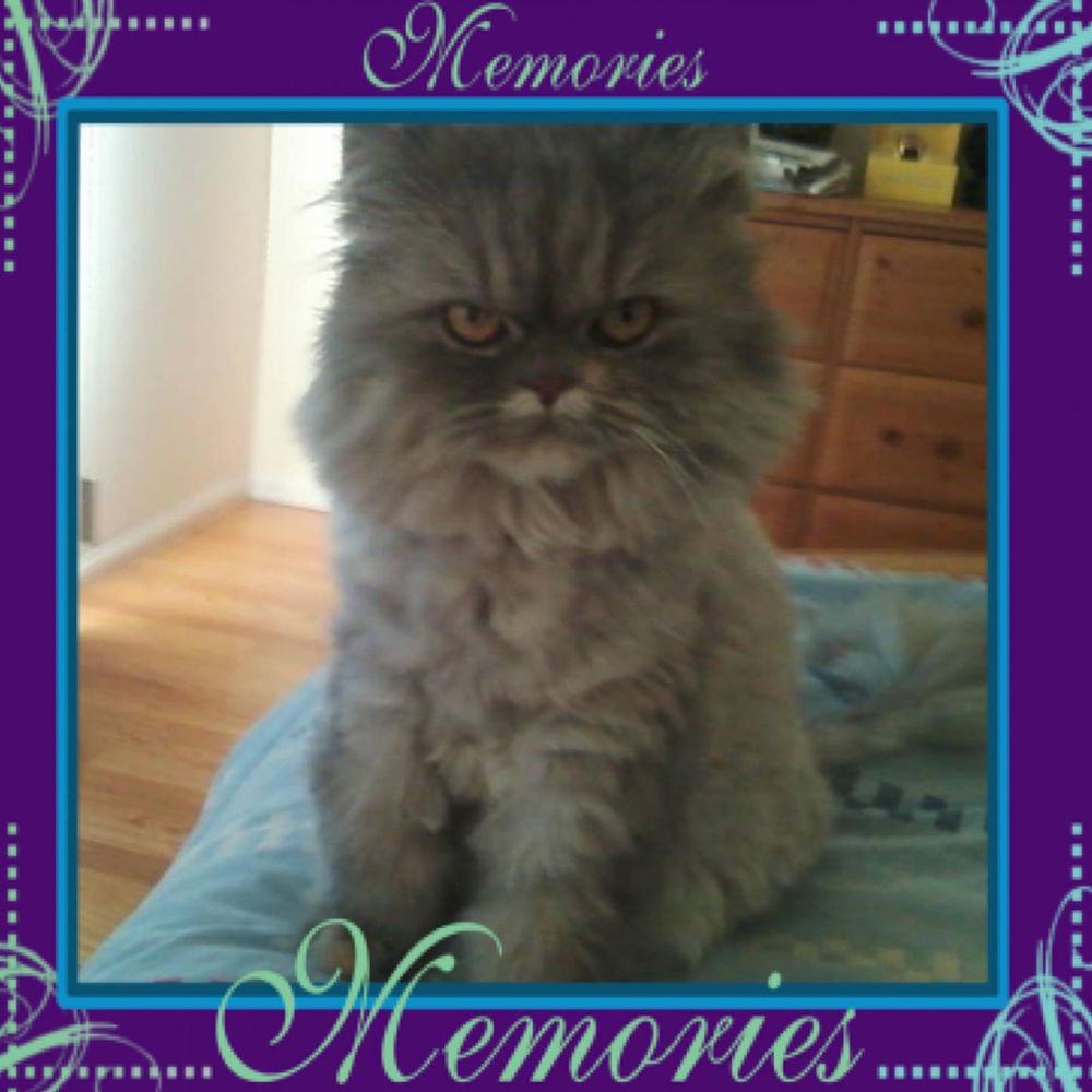 Meet your Posher, Yelena